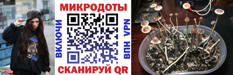 Псилоцибиновые грибы Psilocybe  Купить  Северодвинск 